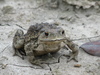 Asiatic Toad - Photo (c) ntenny, some rights reserved (CC BY-NC-SA)