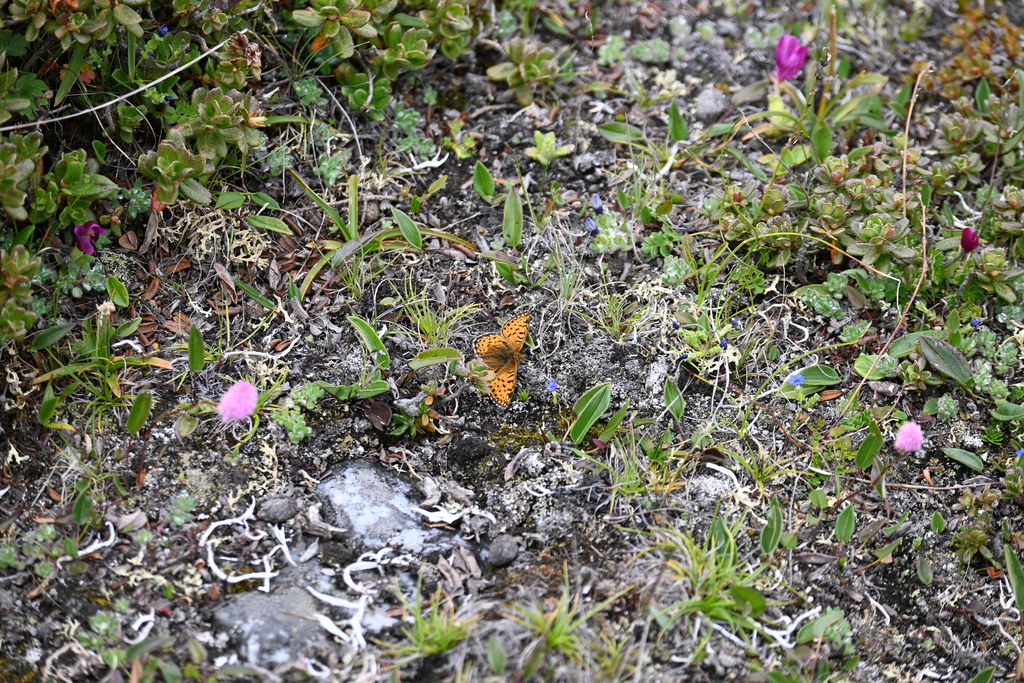 Issoria altissima