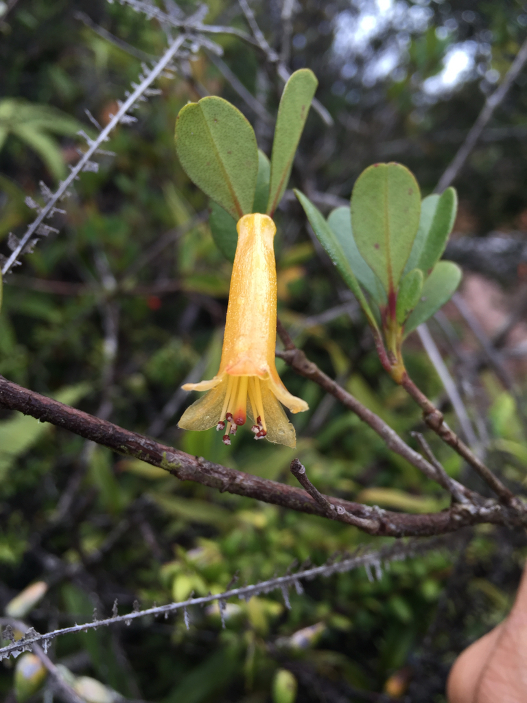 Rhododendron meliphagidum