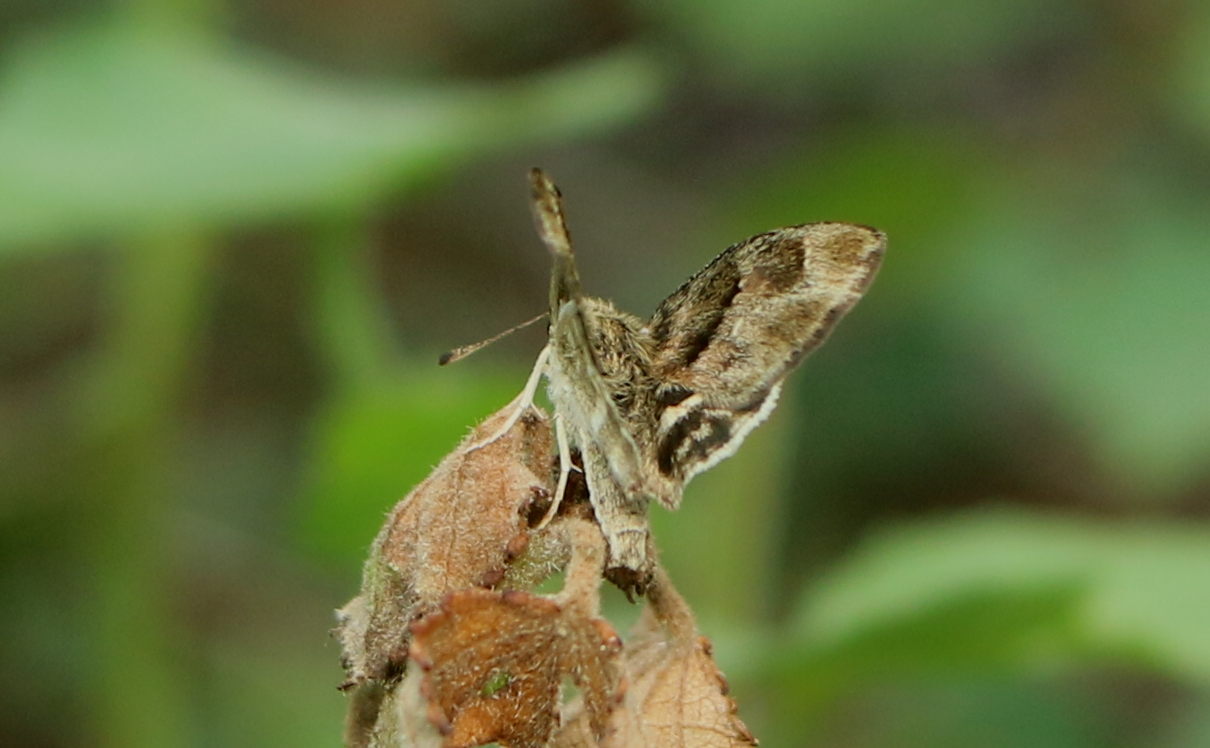 African Marbled Skipper