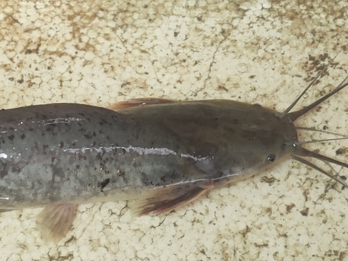 Bighead catfish (Clarias macrocephalus) — Clariidae