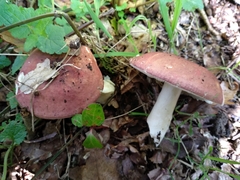 Russula graveolens