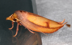 Wingia aurata