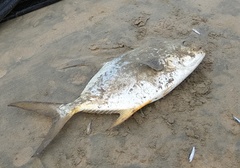 Trachinotus