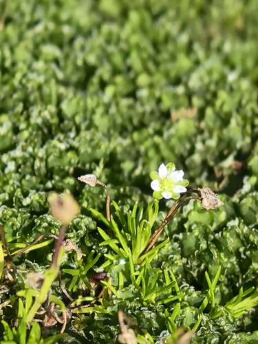 Alpine Pearlwort (Sagina saginoides)