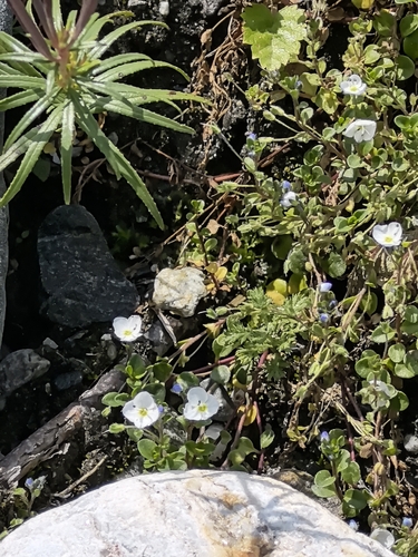 Veronica telephiifolia, photograph 2