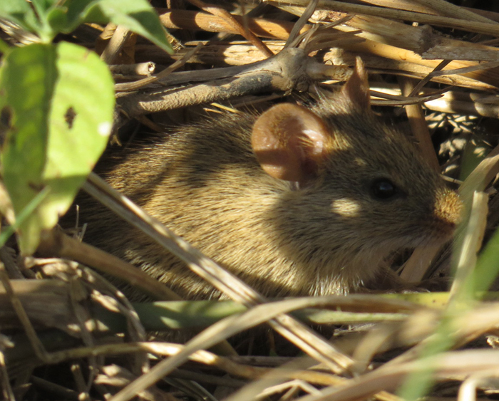 Muze Spiny Mouse