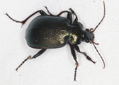 Calosoma schayeri