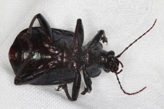 Calosoma schayeri