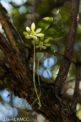 Neobathiea keraudrenae