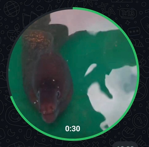 Photo of Mediterranean moray (Muraena helena)