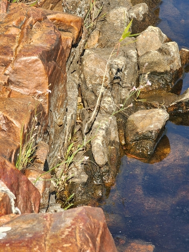 Goodenia purpurascens, 2025-08-01