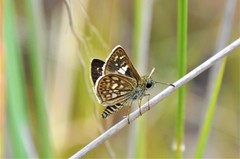 Dardarina dardaris