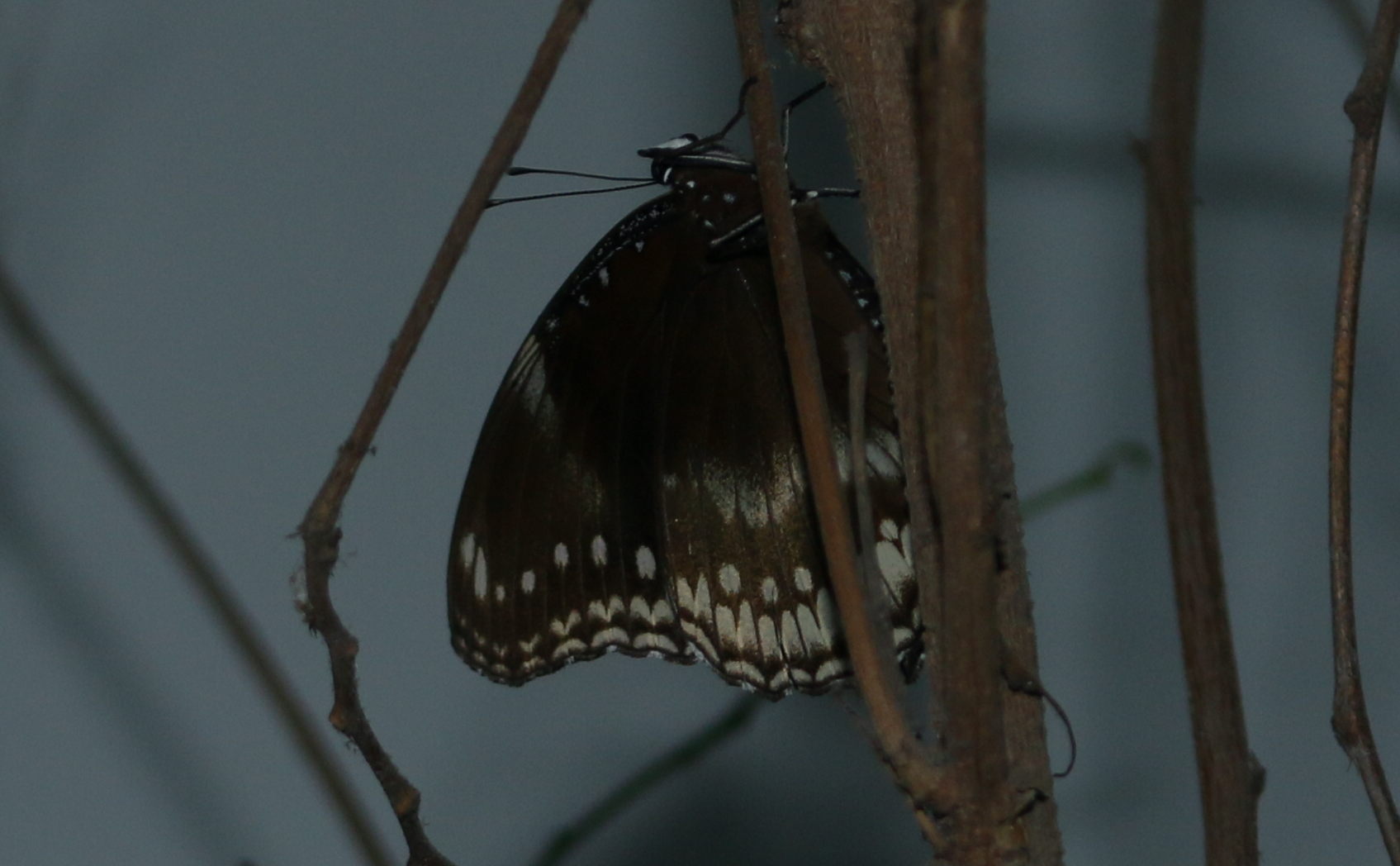 Great Eggfly