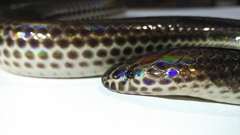 Sunbeam Snake photo 4