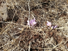 Colchicum hierosolymitanum