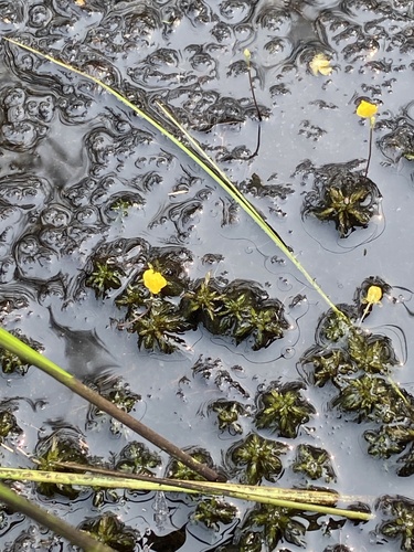 Hidden-fruit Bladderwort (Utricularia geminiscapa)