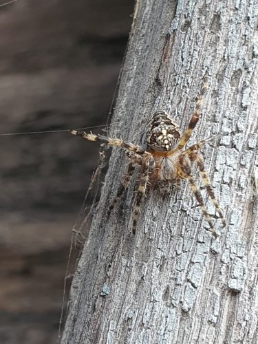 Cross Orbweaver