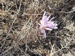 Colchicum hierosolymitanum