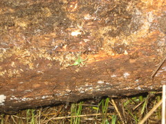 Micrommata