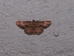 Psilalcis galsworthyi