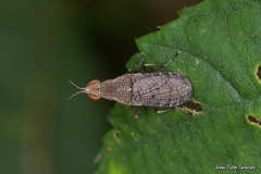 Euthycera cribrata
