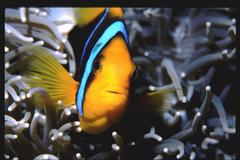 Amphiprion chrysopterus