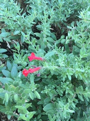 Gambelia