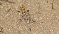 Liolaemus wiegmannii