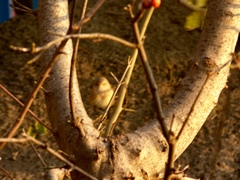 Phoenicurus phoenicurus