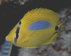 Chaetodon plebeius