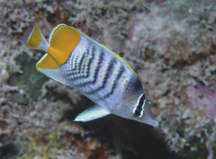 Chaetodon mertensii