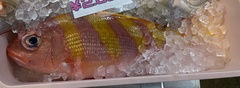 Oblique-Banded Snapper photo 3