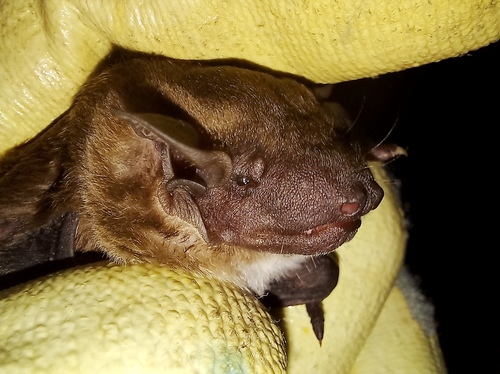 Dark-winged Lesser House Bat