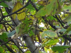 Phoenicurus phoenicurus