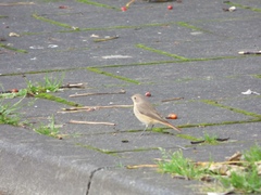 Phoenicurus phoenicurus