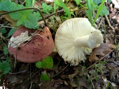 Russula graveolens