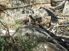 Drymodes brunneopygia