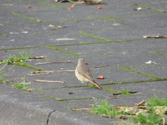 Phoenicurus phoenicurus