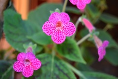Kohleria amabilis