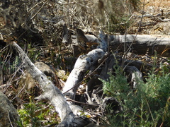 Drymodes brunneopygia