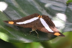 Adelpha basiloides