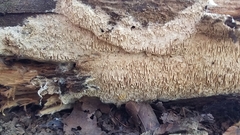 Wrightoporia austrosinensis
