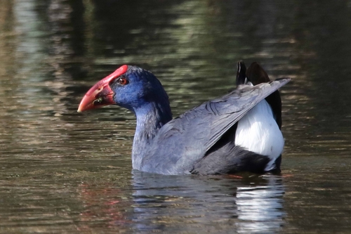 Western Swamphen, photo 7 of 8