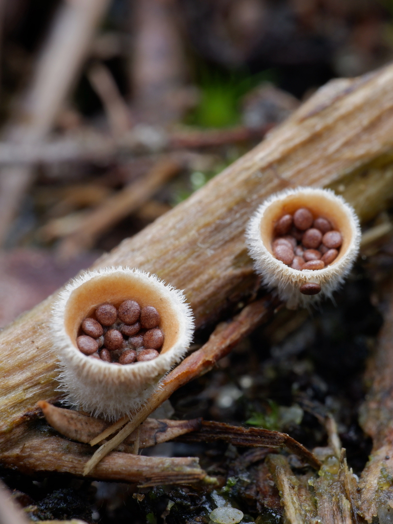 Nidula niveotomentosa · August 2025 · photo: © celadonfern (iNaturalist, cc-by)