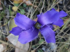 Gentianopsis ciliata ciliata
