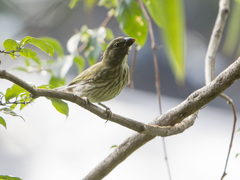 Saltator striatipectus