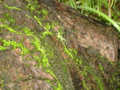 Micrommata