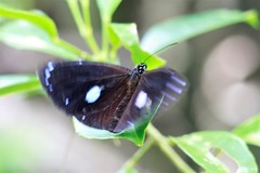 Euploea eunice