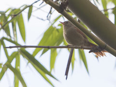 Cranioleuca subcristata